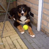 Lief ben ik he