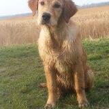 Foto van Golden Girls