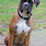 Foto van Ziva †, Bullie †, en Bandhu