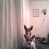 Foto van nora jazzy en poppy