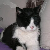 Mijn schatje, Toos, al 17 jaartjes oud..ben met haar opgegroeid en houd…