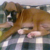 hoiii dit was sjakie toen hij een puppy was!