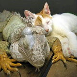 Foto van Adinda, Runeke, Paloma, Wolf, Pixie en poes Uncas