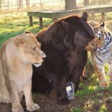Foto van Adinda, Runeke, Paloma, Wolf, Pixie en poes Uncas