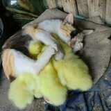 Foto van Adinda, Runeke, Paloma, Wolf, Pixie en poes Uncas