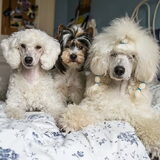 Foto van Charlotte, Marcel, James, Arthur & Grace