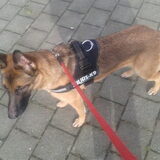 Laan