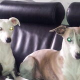 dit zijn mijn twee whippets tygo de zwart witte levi de andere.