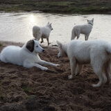 Isha met 3 zwitserse vriendjes