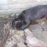 Helpen met graven