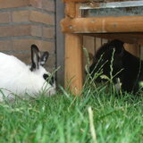 Spelen met Brillie