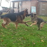 Foto van Lisanne, Misha, Tessa&Arrow