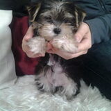 Dit is Kito, toen hij 7 weken was
