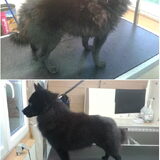 Dit is Fik, een prachtig Schipperke. Fik heeft een enorm dikke vacht en…