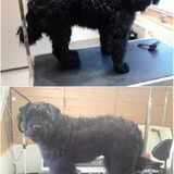 Max, de prachtige Bouvier des Flandres, is met zijn gat in de boter…