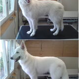 Dit is Mila, een schat van een Zwitserse Witte Herder. Dankzij haar…