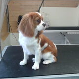 Dit is Mine, een Cavalier King Charles Spaniël van 7 maanden oud. Ze…