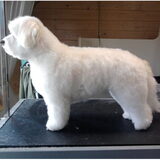 Boomer, een mix Malthezer, is een van de meest intelligente hond dat ik…