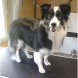 Kasper, een Border Collie met prachtige lange beharing aan zijn staart…