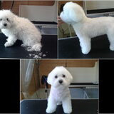 Dit is Thoets, een mix Bichon Frisé. Thoetske is het prinsesje in huis…
