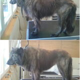 Dit is Vita, een zachtaardige Hollandse herder. Doordat ze de pech had…