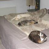 Foto van liesbeth,Turbo,Luna, Levi en Faith