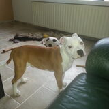 aaah toe nou mag ik blaffen??