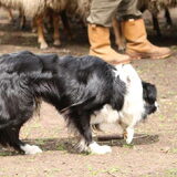 Mika, training in Zoetermeer 05-2013