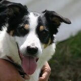 Ted, ons lachebekje. Trial juni 2012 Halen