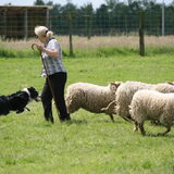 Mika wedstrijd Halen juni 2012, na het shedden.