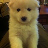 Puppy Zabou word al een echte Dame!
