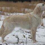 Foto van Golden Girls