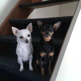 Foto van Jantina, Laila & Luna
