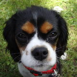 Ik ben Scylla (Silla). Op 2 februari 2010 word ik 1 jaar. Ik ben een…