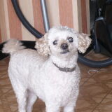 Woefwoef!! R.I.P (miss you..)