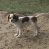 onze hond macho