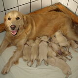 Trotse moeder met 11 puppies kaya was di met het gele bandje