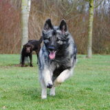 Foto van nicky