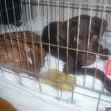 bo en binky samen in de bench bo licht te slapen binky houd het nog…