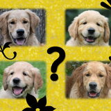 Foto van Golden Girls