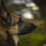Foto van Colin