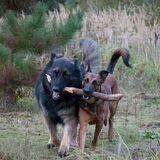 Foto van De Mecheltjes clan