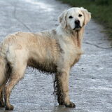 Foto van Golden Girls