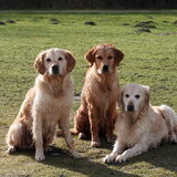 Foto van Golden Girls