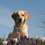 Foto van Golden Girls