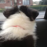In de auto