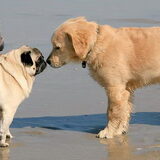 Spike neusje vrijen op het strand.