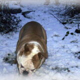 Brutus op 7 maanden, lekker in de sneeuw.
