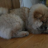 na de regen en nog erge puppy vacht hahha