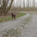 In sluipmodus... (Hollandse Hout, 25 februari 2014)